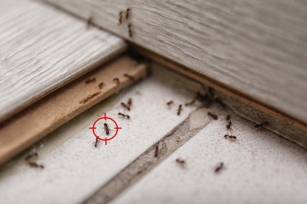 Insect Control in Foxfire, NC